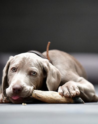 Zwinger_vom_Hofe_Weimar_Weimaraber_Futter