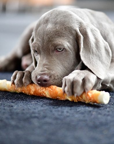 Zwinger_vom_Hofe_Weimar_Weimaraber_Welpen