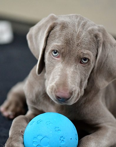 Zwinger_vom_Hofe_Weimar_Welpen