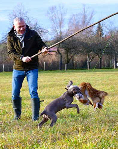 Zwinger_vom_Hofe_Weimar_Welpen_Beschaeftigung