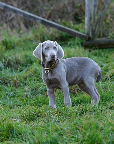 Zwinger_vom_Hofe_Weimar_Welpen_Ernaehrung