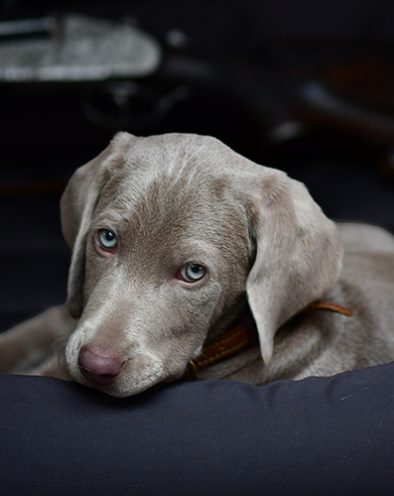 Zwinger_vom_Hofe_Weimar_Welpen_Gesundheit