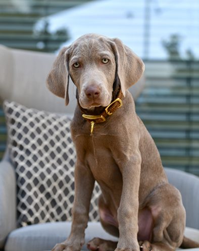 Zwinger_vom_Hofe_Weimar_Welpen_Trainig