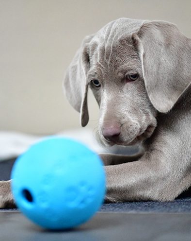 Weimaraner-Welpen aus jagdlicher Leistungszucht vom Hofe Weimar