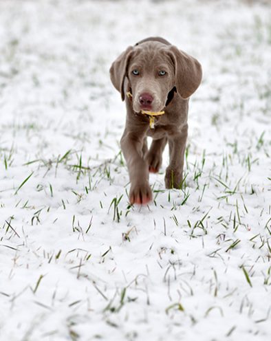 Zwinger_vom_Hofe_Weimar_Welpen_kaufen