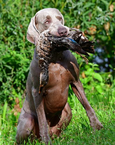Argumente_fuer_die_Wahl_eines_Weimaraners