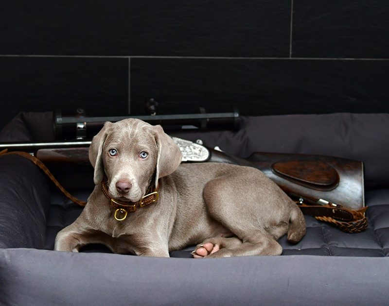 Warum_ein_Weimaraner_der_perfekte_Jagdhund_ist