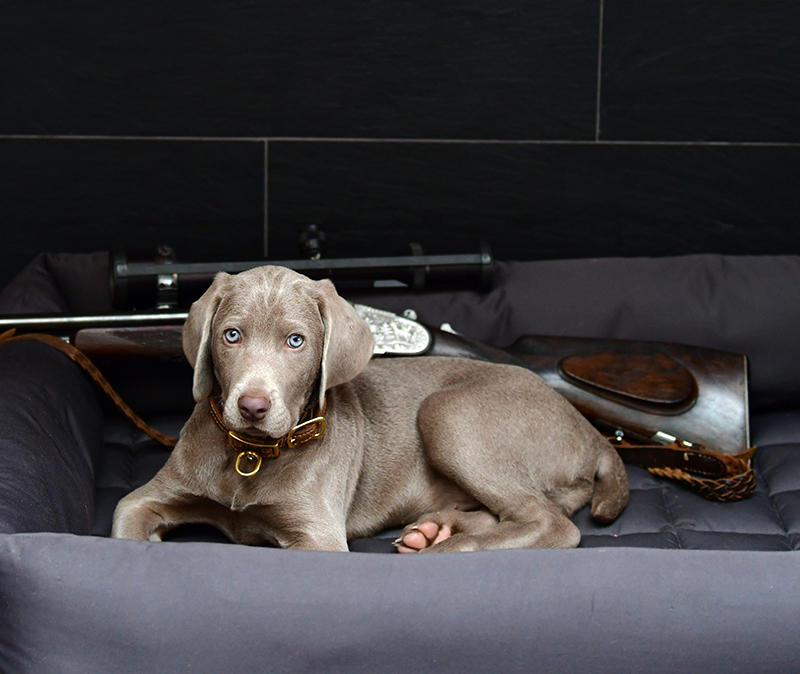 Warum_ein_Weimaraner_der_perfekte_Jagdhund_ist