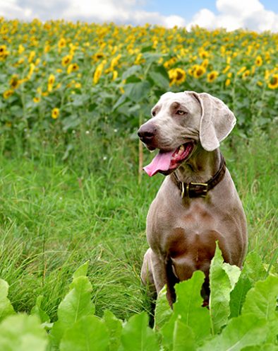 Zwinger vom Hofe Weimar - Weimaraner_Enge Bindung_zum_Fuehrer