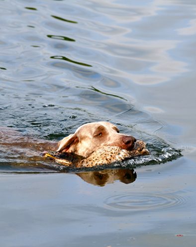 Weimaraner_Vielseitige_Einsatzmoeglichkeiten