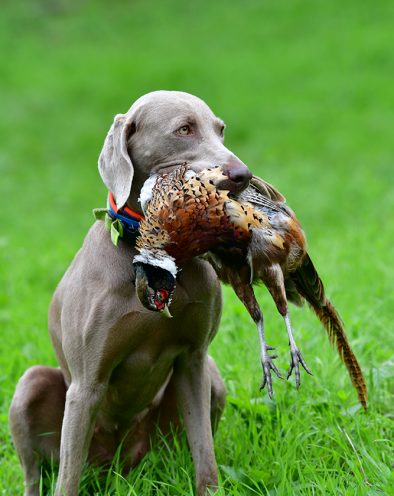 Zwinger vom Hofe Weimar - Weimaraner_Jagdhund_Vielseitige_Einsatzmoeglichkeiten