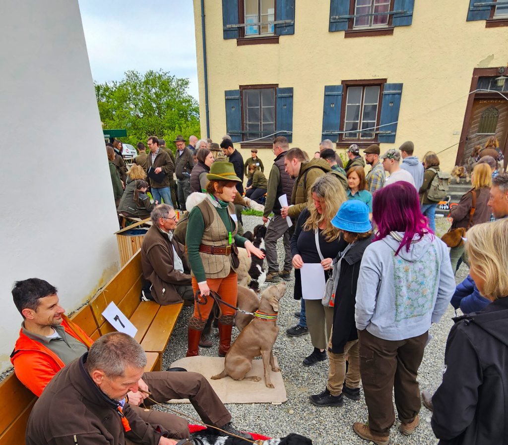 Jagdhundetag_in_BW_28.04.2024_Weimaraner_Tatjana_Glasauer
