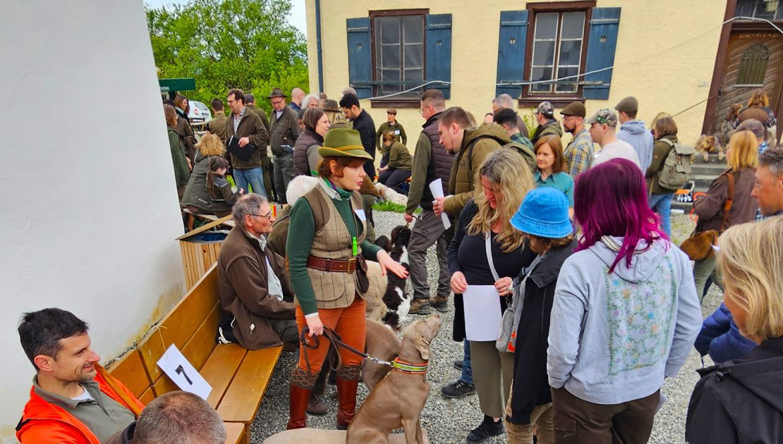 Jagdhundetag_in_BW_28.04.2024_Weimaraner_Tatjana_Glasauer