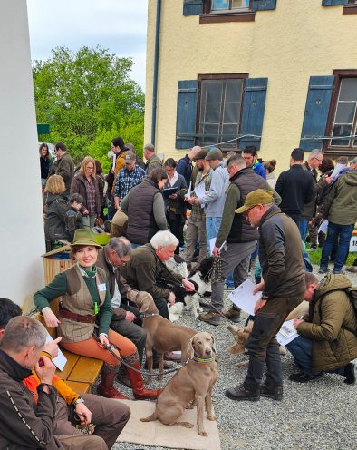 Jagdhundetag_in_BW_28.April.2024_Weimaraner