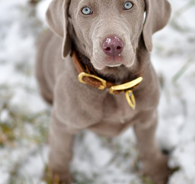 Weimaraner_Welpe_Wurf