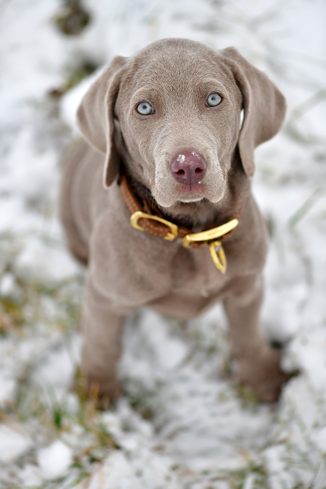 Weimaraner_Welpe_Wurf