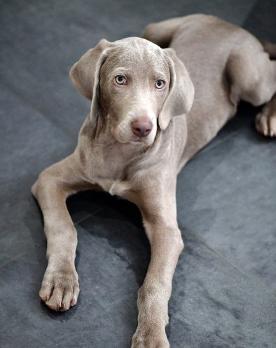 Weimaraner_Welpe_Wurf_Zwinger
