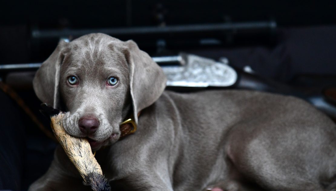 Weimaraner_Welpe_Zucht_Zwinger_vom_Hofe_Weimar