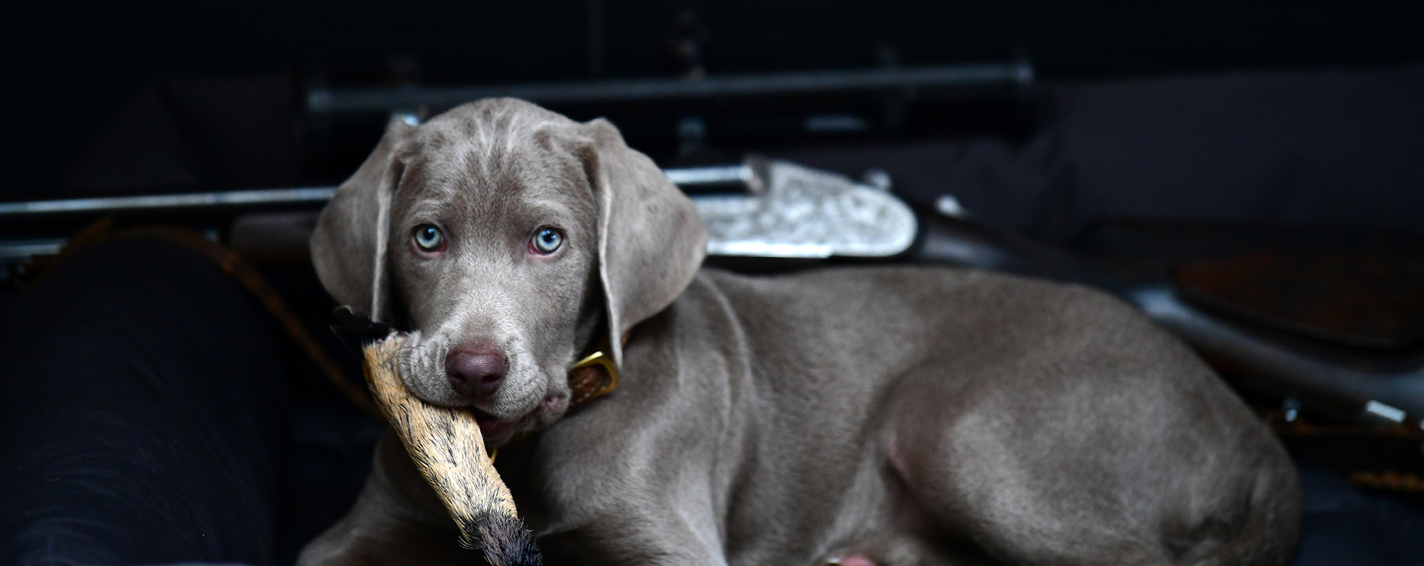 Weimaraner_Welpe_Zucht_Zwinger_vom_Hofe_Weimar