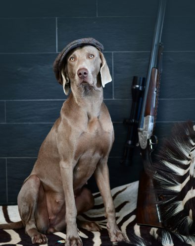 Zuchthuendin_Weimaraner